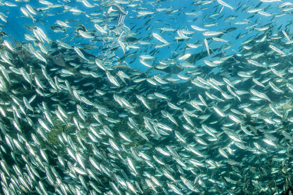 stock photo entering inside a school of